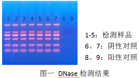 DL2000 Ladder-DNA純化試劑盒（PCR清潔試劑盒）-DNase Ⅰ-Carrier RNA-RNase A -DNase檢測(cè)電泳結(jié)果
