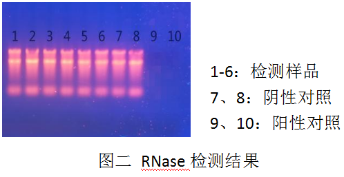 DL2000 Ladder-DNA純化試劑盒（PCR清潔試劑盒）-DNase Ⅰ-Carrier RNA-RNase A -RNase檢測(cè)電泳結(jié)果